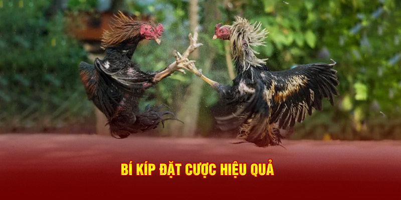 Bí kíp đặt cược hiệu quả