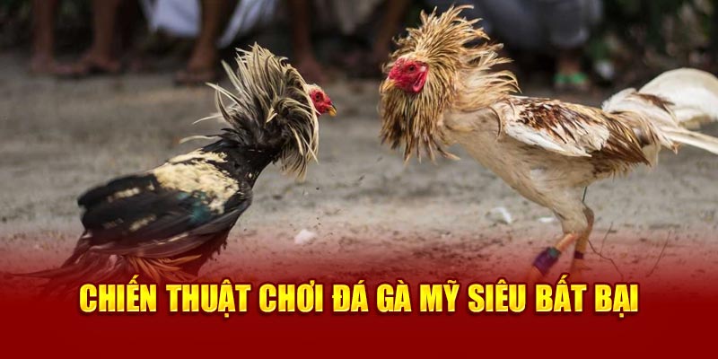 Chiến thuật chơi đá gà Mỹ siêu bất bại