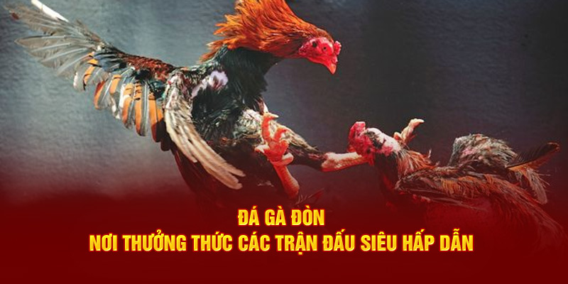 đá gà đòn nơi thưởng thức các trận đấu siêu hấp dẫn