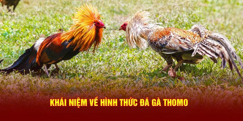 Khái niệm về hình thức đá gà Thomo