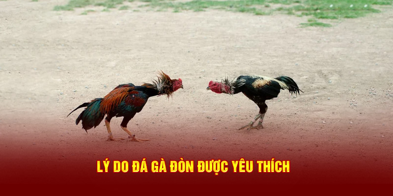 Lý do đá gà được yêu thích