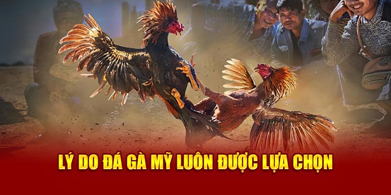 Lý do đá gà Mỹ luôn được lựa chọn