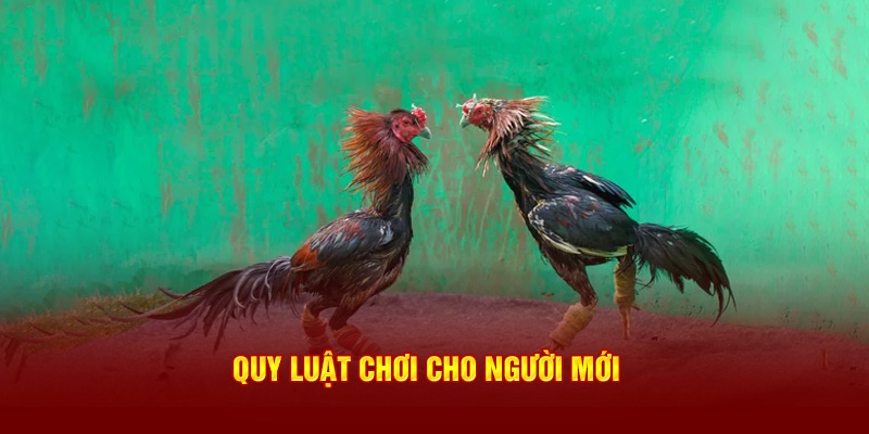 Quy luật chơi cho người mới