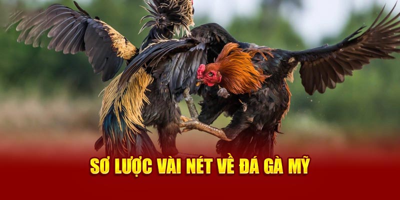 Sơ lược vài nét về đá gà Mỹ