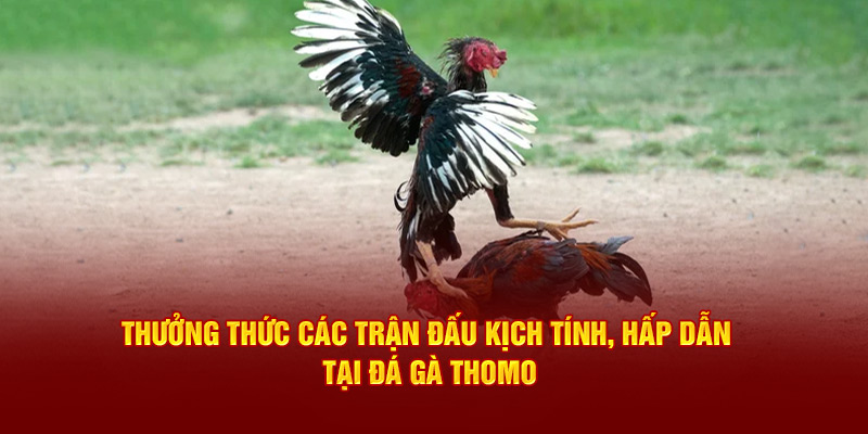 thưởng thức các trận đấu kịch tính hấp dẫn tại đá gà thomo